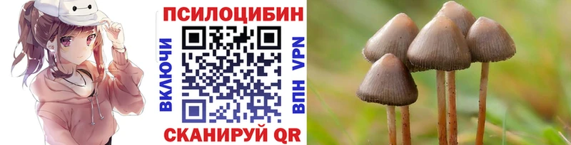 как найти закладки  Глазов  Галлюциногенные грибы Cubensis 